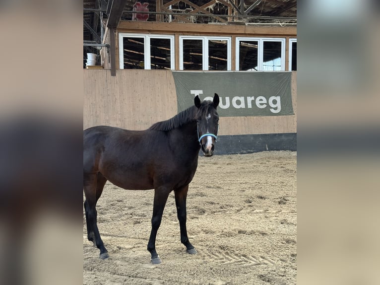 Poni alemán Yegua 3 años 145 cm Castaño oscuro in Wegeleben