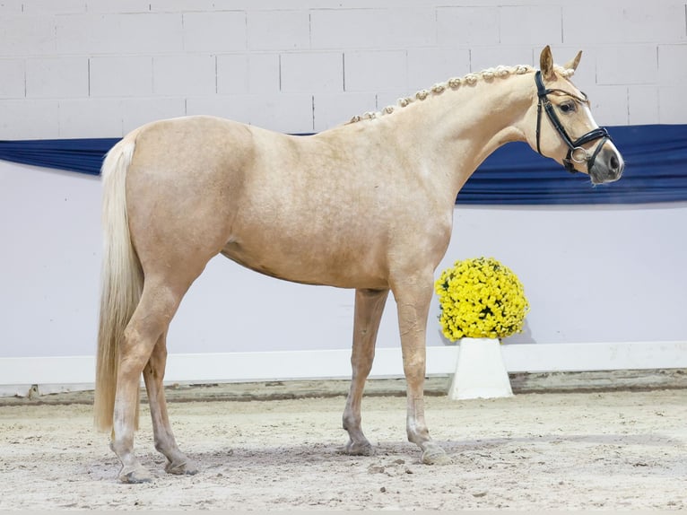 Poni alemán Yegua 3 años 145 cm Palomino in Marsberg