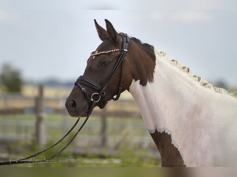 Poni alemán Yegua 3 años 145 cm Tobiano-todas las-capas in Trebur