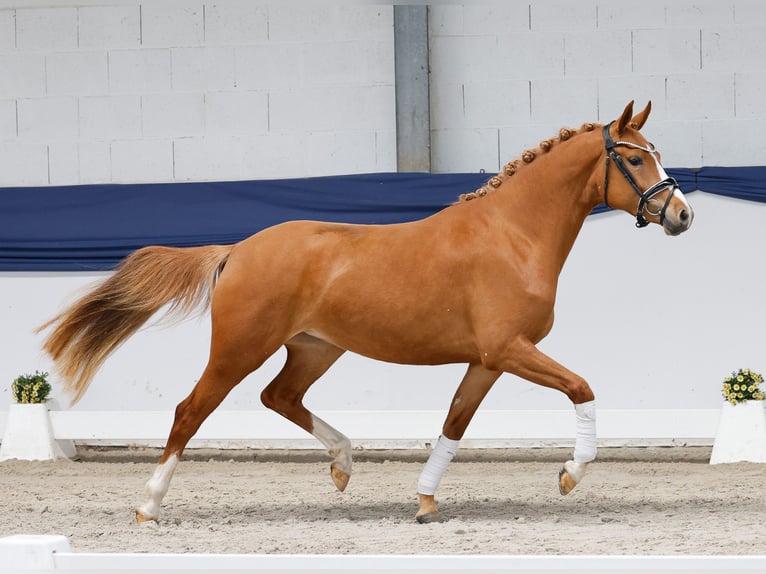Poni alemán Yegua 3 años 146 cm Alazán in Marsberg