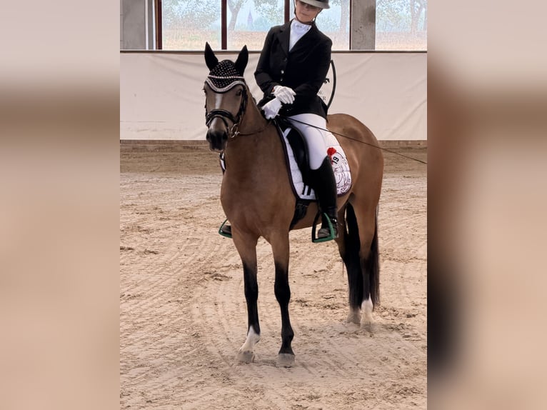 Poni alemán Yegua 3 años 146 cm Bayo in Wegeleben