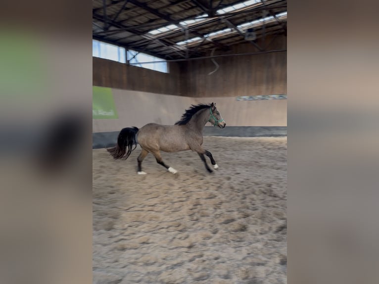 Poni alemán Yegua 3 años 146 cm Bayo in Wegeleben