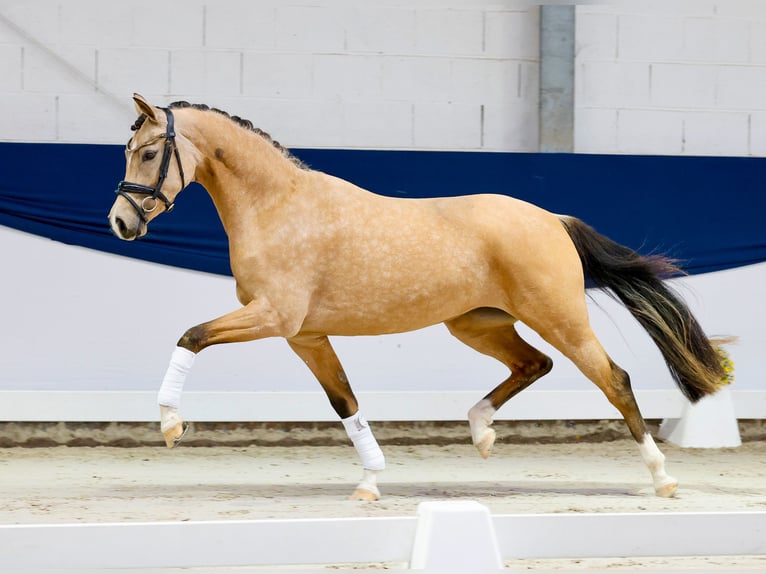 Poni alemán Yegua 3 años 146 cm Bayo in Marsberg