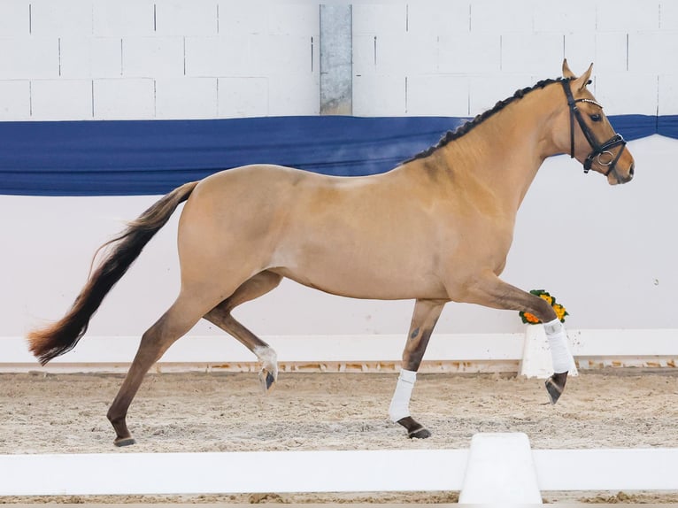 Poni alemán Yegua 3 años 146 cm Bayo in Marsberg