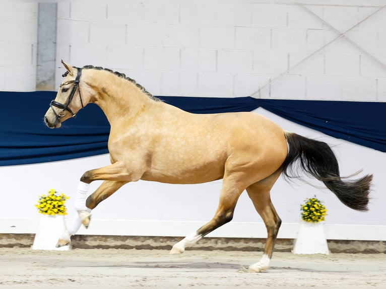 Poni alemán Yegua 3 años 146 cm Bayo in Marsberg