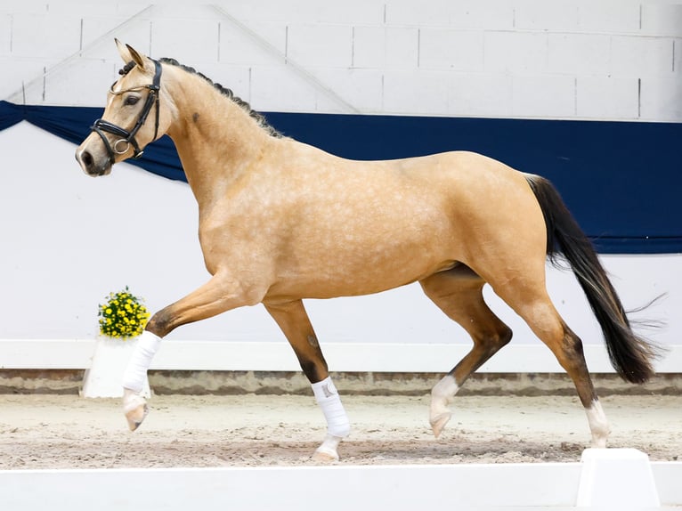 Poni alemán Yegua 3 años 146 cm Bayo in Marsberg