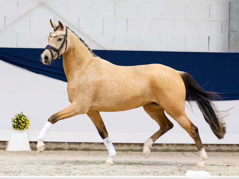 Poni alemán Yegua 3 años 146 cm Bayo in Marsberg