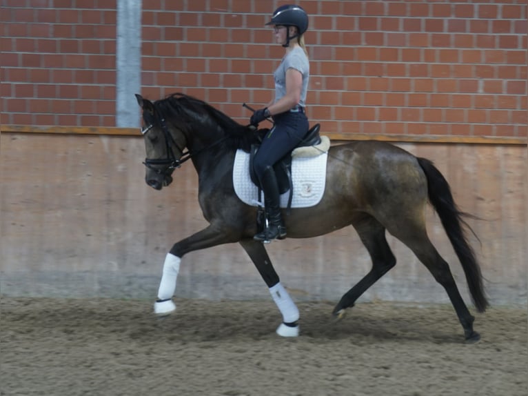 Poni alemán Yegua 3 años 146 cm Buckskin/Bayo in Paderborn