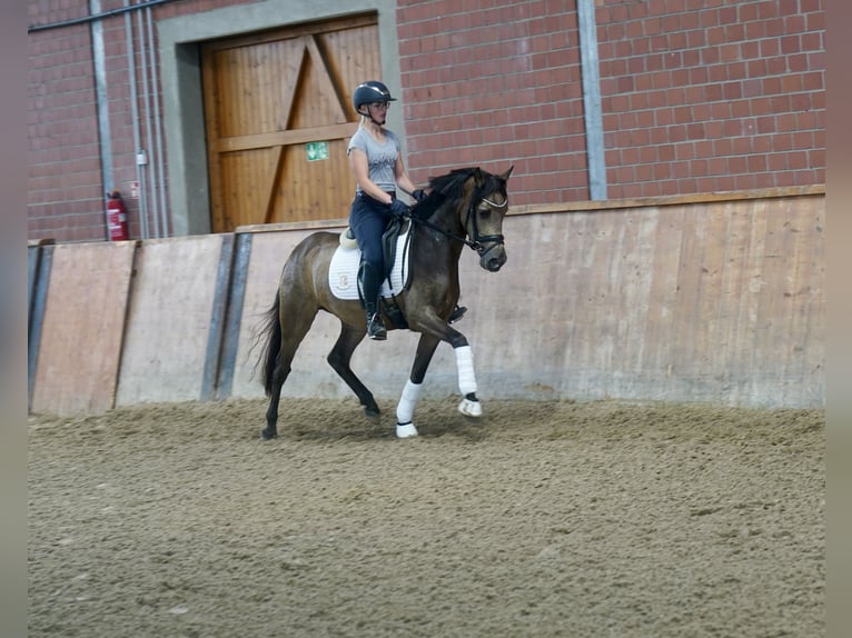 Poni alemán Yegua 3 años 146 cm Buckskin/Bayo in Paderborn