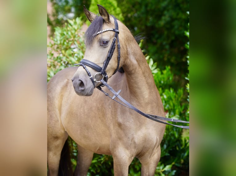 Poni alemán Yegua 3 años 146 cm Buckskin/Bayo in Paderborn