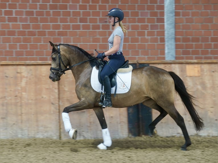 Poni alemán Yegua 3 años 146 cm Buckskin/Bayo in Paderborn