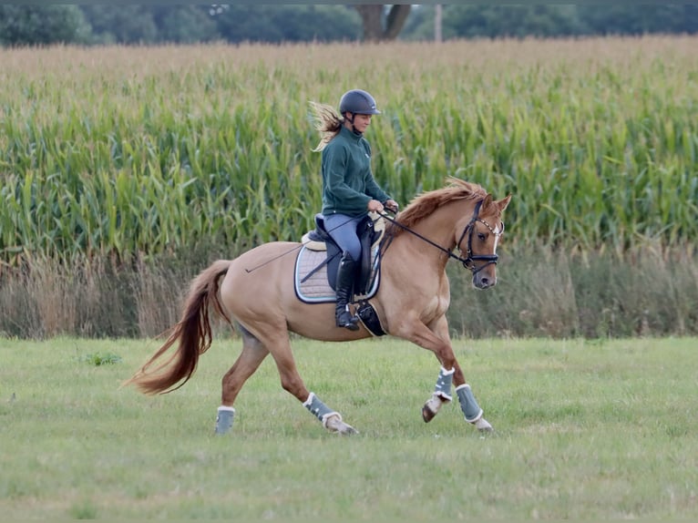 Poni alemán Yegua 3 años 146 cm in Nottuln