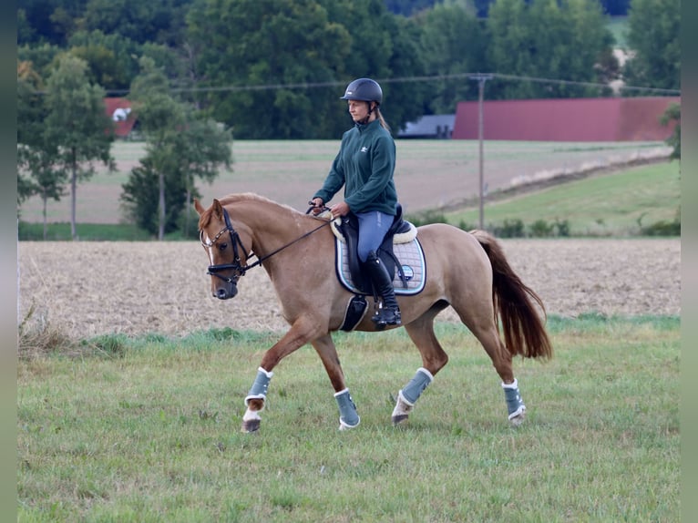 Poni alemán Yegua 3 años 146 cm in Nottuln