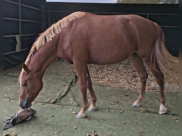 Poni alemán Yegua 3 años 146 cm  in Göppingen