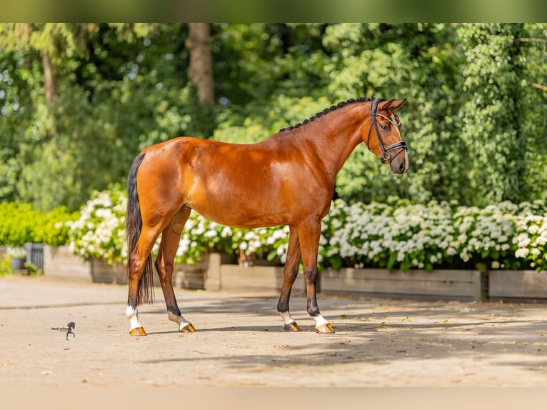 Poni alemán Yegua 3 años 146 cm Castaño in Kilchberg ZH