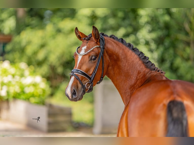 Poni alemán Yegua 3 años 146 cm Castaño in Kilchberg ZH