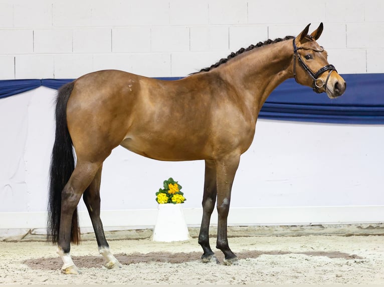 Poni alemán Yegua 3 años 146 cm Castaño in Marsberg