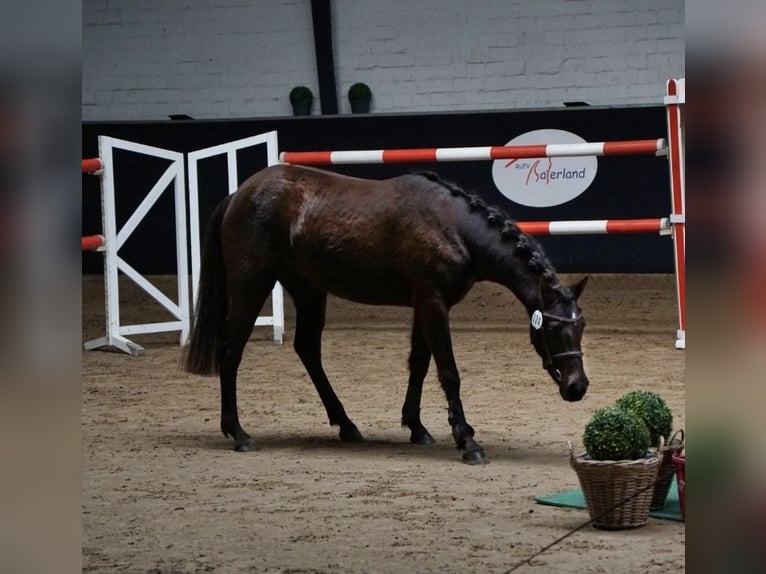 Poni alemán Yegua 3 años 146 cm Negro in Saterland