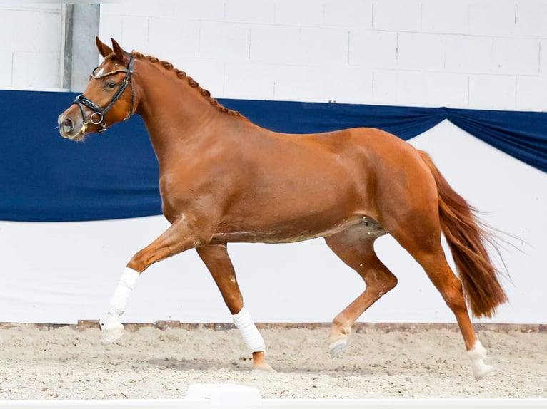 Poni alemán Yegua 3 años 147 cm Alazán in Marsberg
