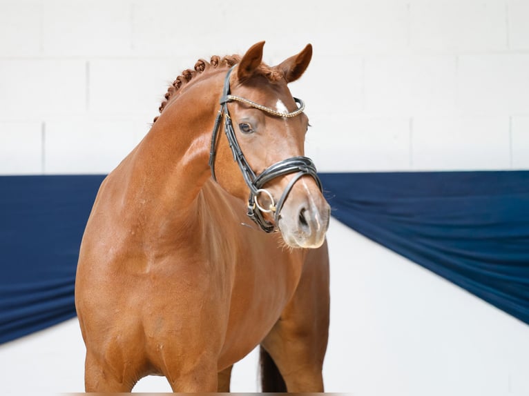 Poni alemán Yegua 3 años 147 cm Alazán in Marsberg