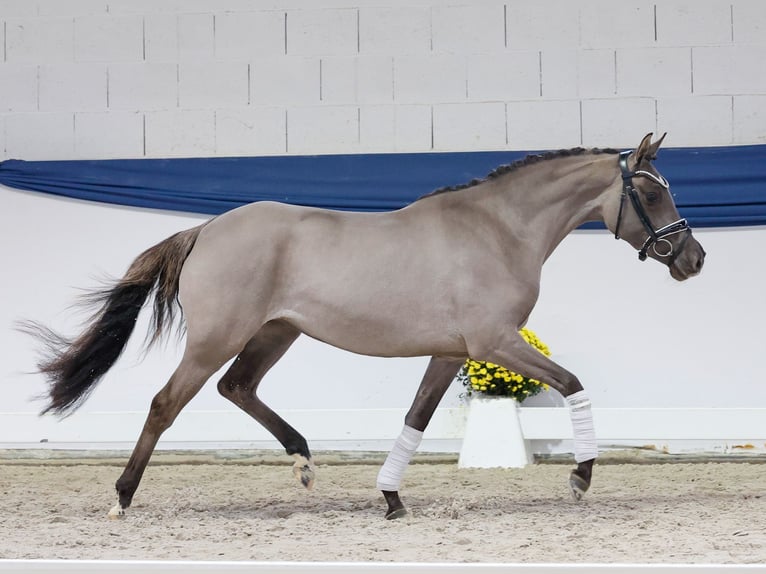 Poni alemán Yegua 3 años 147 cm Bayo in Marsberg