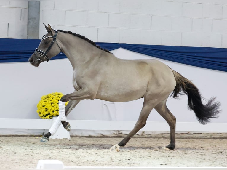 Poni alemán Yegua 3 años 147 cm Bayo in Marsberg