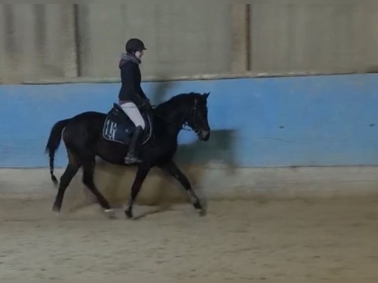 Poni alemán Yegua 3 años 147 cm Castaño oscuro in Langenau