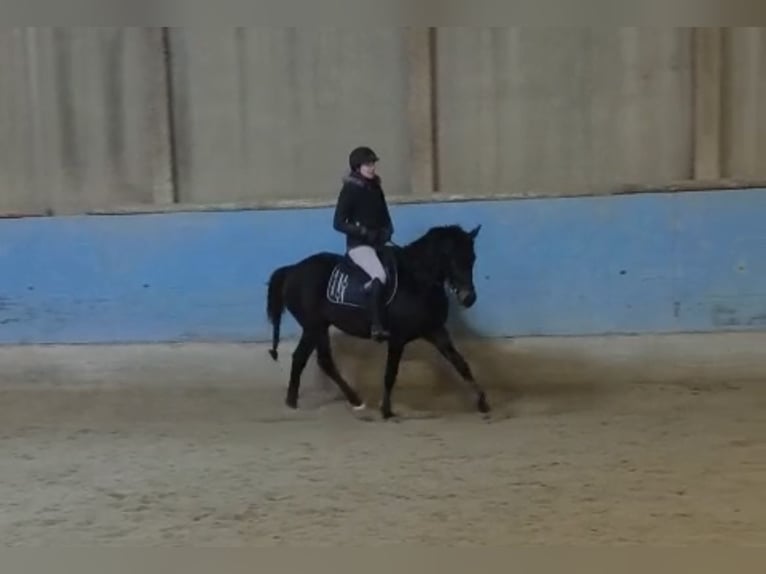 Poni alemán Yegua 3 años 147 cm Castaño oscuro in Langenau