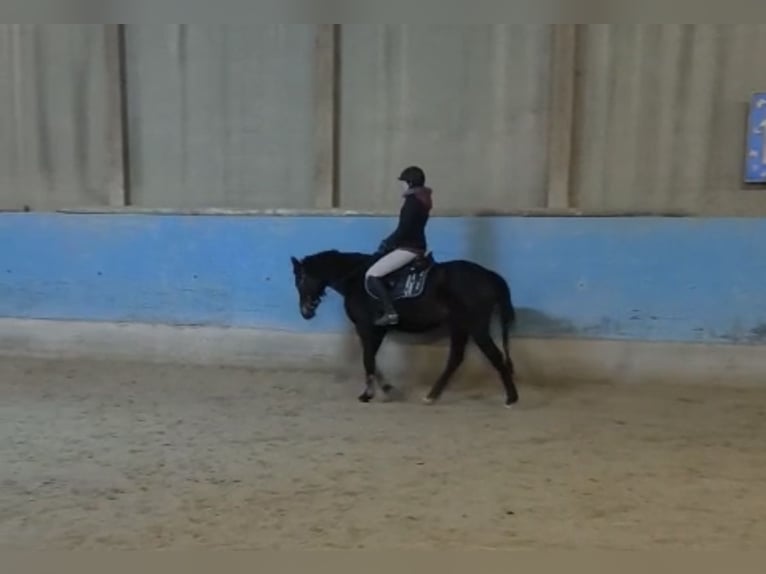 Poni alemán Yegua 3 años 147 cm Castaño oscuro in Langenau