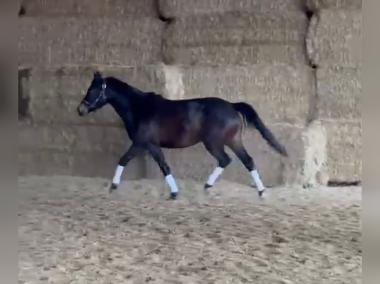 Poni alemán Yegua 3 años 147 cm Morcillo in Langenau