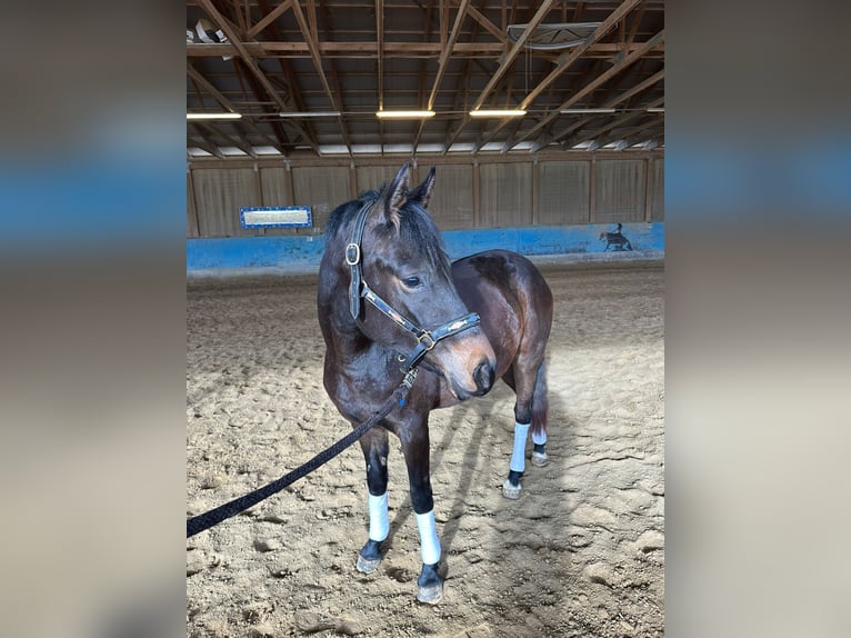 Poni alemán Yegua 3 años 147 cm Morcillo in Langenau