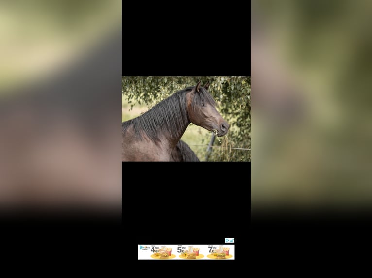 Poni alemán Yegua 3 años 147 cm Negro in Buxtehude