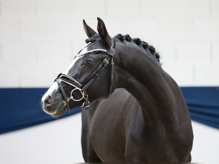 Poni alemán Yegua 3 años 147 cm Negro in Marsberg
