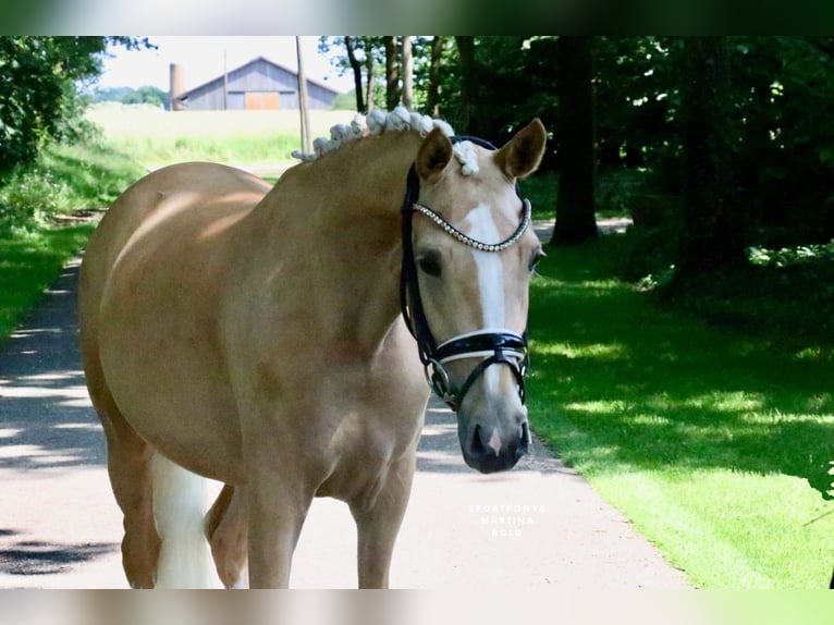 Poni alemán Yegua 3 años 147 cm Palomino in Recke, bei Osnabrück