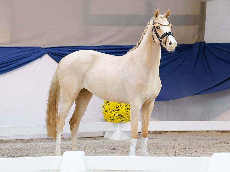 Poni alemán Yegua 3 años 147 cm Palomino in Marsberg