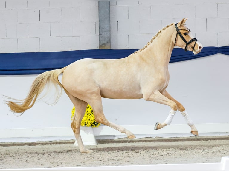 Poni alemán Yegua 3 años 147 cm Palomino in Marsberg