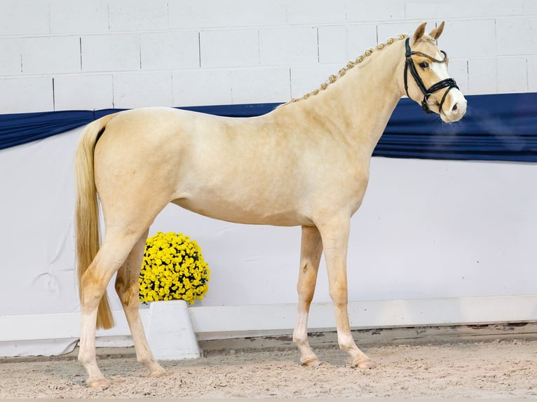Poni alemán Yegua 3 años 147 cm Palomino in Marsberg