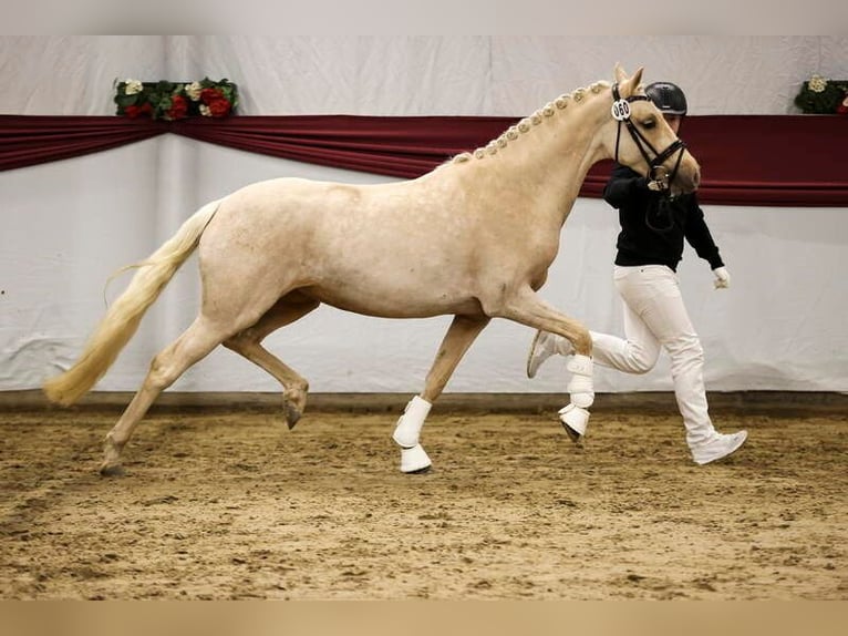 Poni alemán Yegua 3 años 147 cm Palomino in Salach