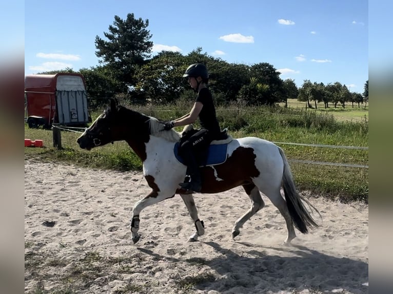 Poni alemán Yegua 3 años 147 cm Pío in Gartz/Oder