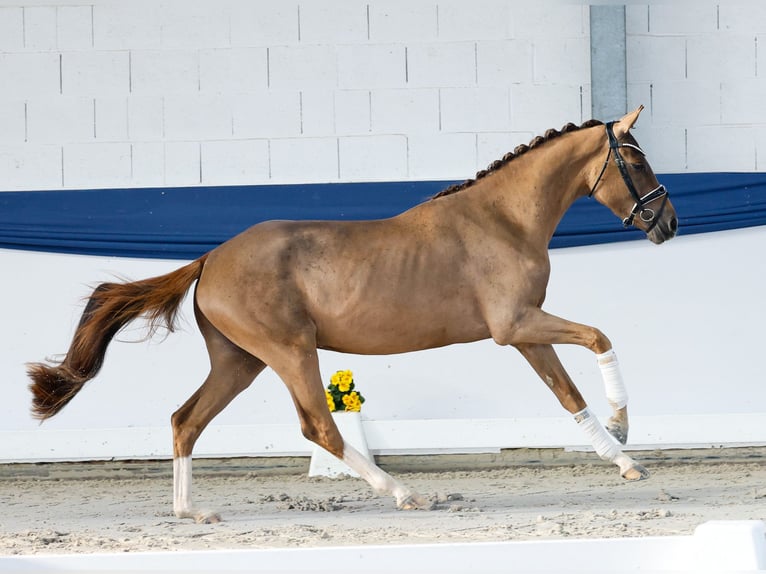 Poni alemán Yegua 3 años 148 cm Alazán-tostado in Marsberg