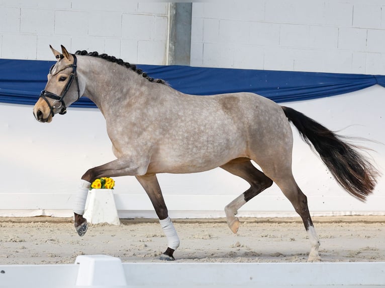 Poni alemán Yegua 3 años 148 cm Bayo in Marsberg