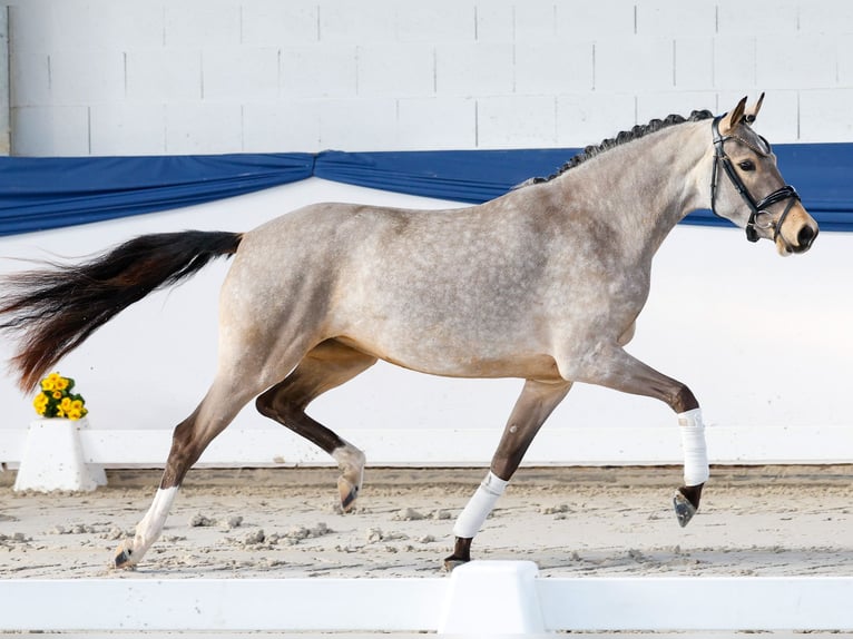 Poni alemán Yegua 3 años 148 cm Bayo in Marsberg