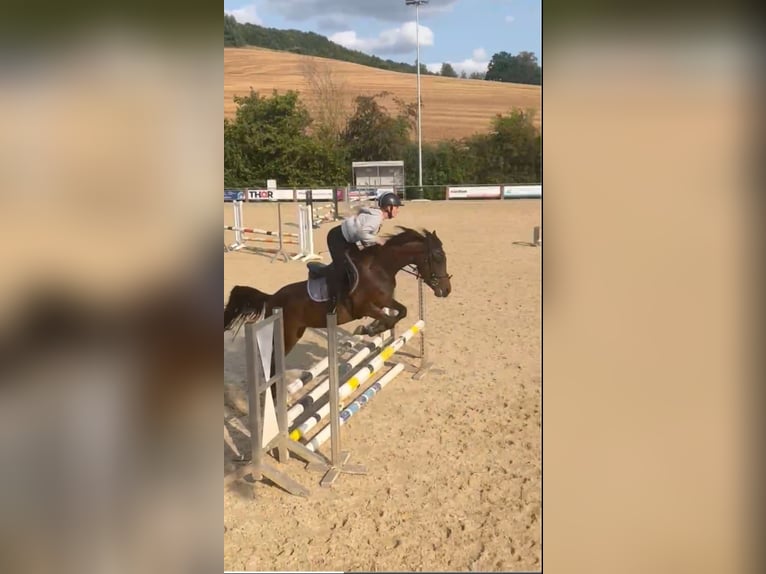 Poni alemán Mestizo Yegua 3 años 148 cm Castaño oscuro in Ferna
