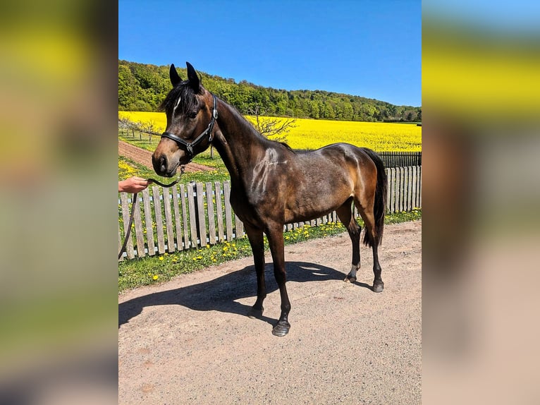 Poni alemán Mestizo Yegua 3 años 148 cm Castaño oscuro in Ferna