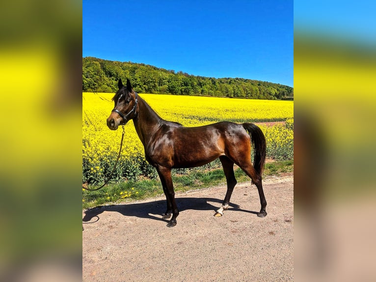 Poni alemán Mestizo Yegua 3 años 148 cm Castaño oscuro in Ferna