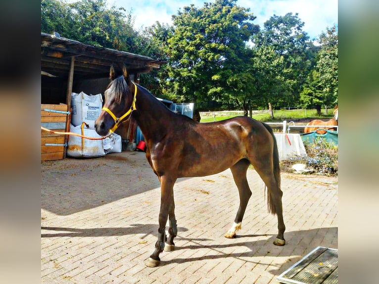 Poni alemán Mestizo Yegua 3 años 148 cm Castaño oscuro in Ferna