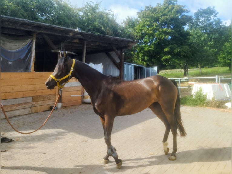 Poni alemán Mestizo Yegua 3 años 148 cm Castaño oscuro in Kirchworbis