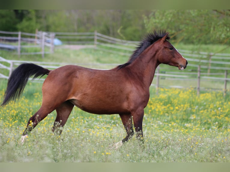 Poni alemán Mestizo Yegua 3 años 148 cm Castaño in Waldshut-Tiengen