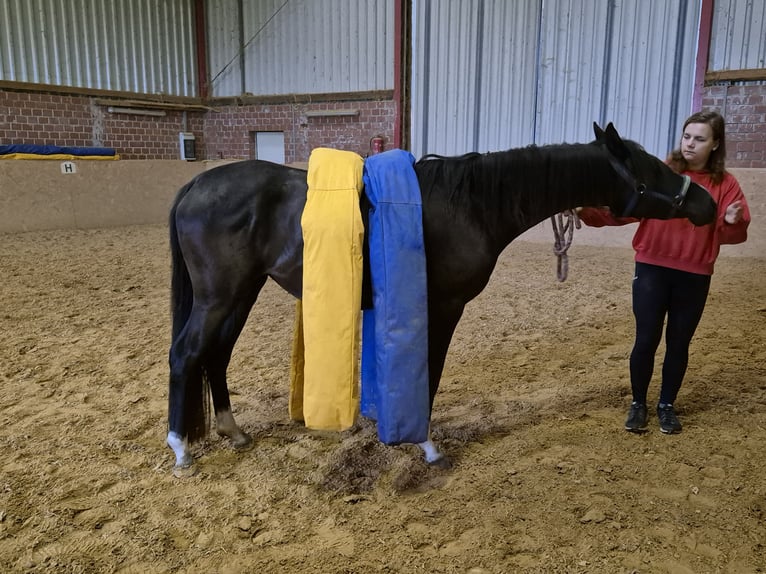Poni alemán Yegua 3 años 148 cm Negro in Uslar