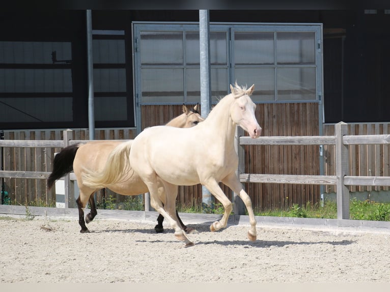 Poni alemán Yegua 3 años 149 cm Cremello in Dresden
